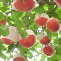 山梨の桃・ぶどう1